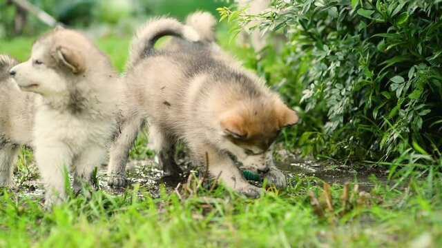 Playful happy Alaskan malamute puppies play in a dirty puddle 