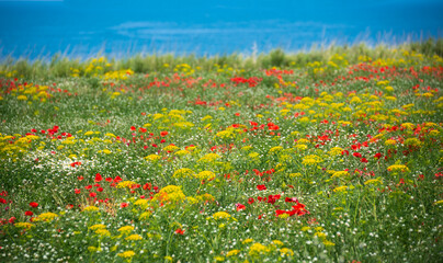 Field of colorful wild flowers by a sea coast, beautiful summer rural landscape