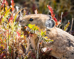 Pika with A mouthful