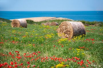 Field of colorful wild flowers and hay bales by a sea coast, beautiful summer rural landscape