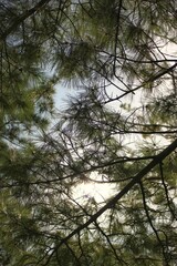 trees and sky