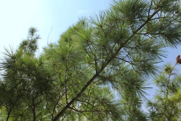 Fototapeta premium pine branches against sky