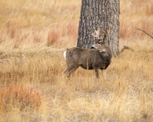 Naklejka premium Palmated Buck