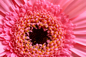macro image of pink gerbera