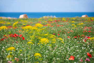 Field of colorful wild flowers by a sea coast, beautiful summer rural landscape