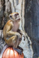 Portrait of sitting wild Crab-eating macaque or Cynomolgus monkey on staircase in Kuala Lumpur, Malaysia. Monkeys pester tourists and beg for food.