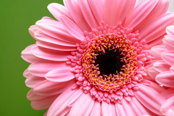 macro image of pink gerbera