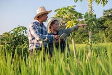 Asian smart farmer couple using digital tablet monitoring and  managing rice field organic farm. Modern technology smart farming agriculture and sustainability concepts.