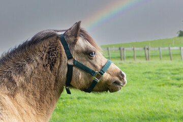 Close up shot of pretty pony wearing green halter, with rainbow in sky behind its head .