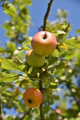 Pommes sur l'arbre