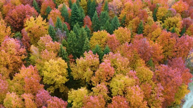 Wild tourist spots. Autumn beech and coniferous forest Carpathians Ukraine in October, beautiful red and yellow orange colors. Aerial view video drone copter