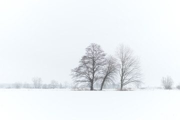 Fototapeta na wymiar Verschneite Winterlandschaft mit Bäumen