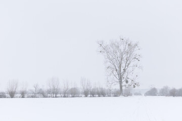 Obraz na płótnie Canvas Winterlandschaft mit Baum im Nebel