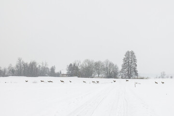 Wildwechsel im Schnee