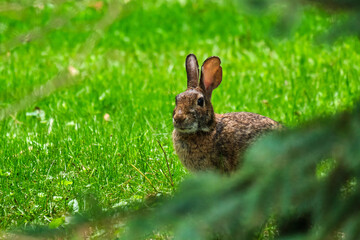 Eastern cottontail rabbit hides between an evergreen tree