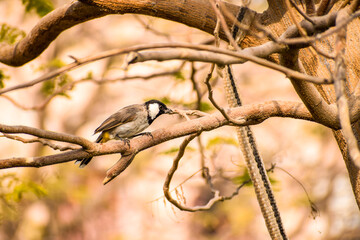 Spotted Sparrow in Tree