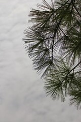 Obraz premium branches of a pine