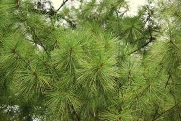branches of a pine