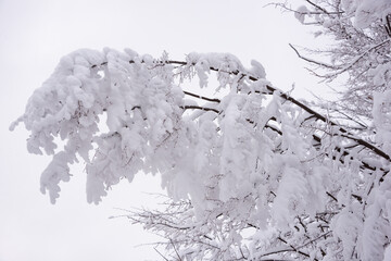 Winter white landscape with snow covered trees