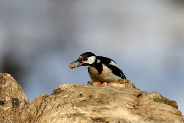 Great spotted woodpecker sits on the log with a hazelnut in its beak