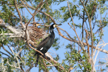Adult common cormorant sits on a tree
