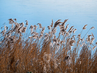 Flowering reeds in a gentle breeze beside a pond