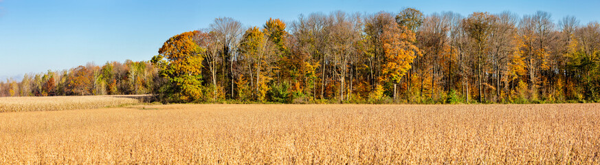 Wisconsin cornfield and soybean field surrounded by a colorful forest in autumn