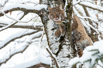 Bobcat (Felis rufus) climbing in a Wisconsin poplar tree in November with its tongue out
