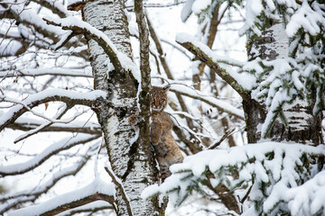 Bobcat (Felis rufus) standing in a snow covered Wisconsin poplar tree