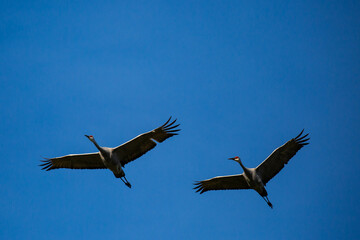 Silhouette of two sandhill cranes (Grus canadensis) flying in a Wisconsin blue sky