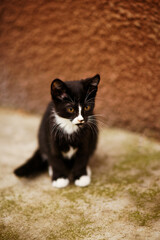 Naklejka na ściany i meble Portrait of a beautiful black and white kitten sitting near the wall