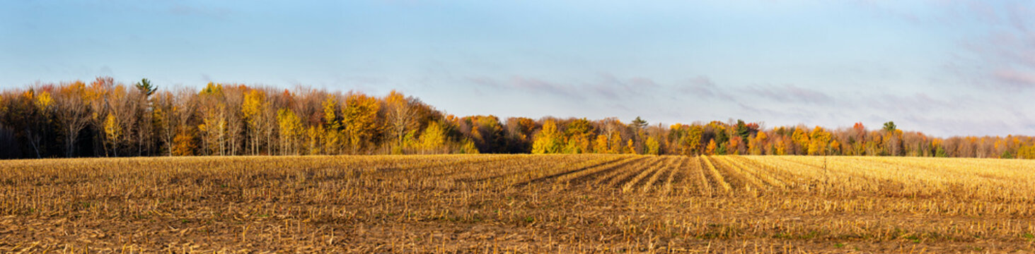 Harvested Wisconsin cornfield surrounded by a colorful forest in October