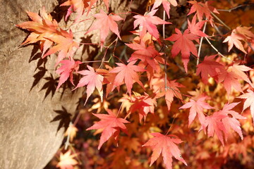 紅葉と影