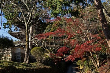 三井寺（滋賀県）の紅葉