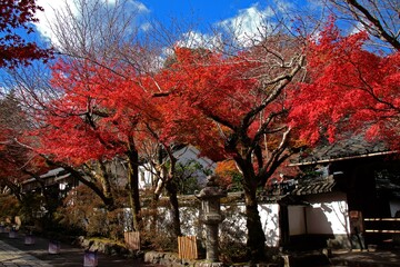 三井寺（滋賀県）の紅葉