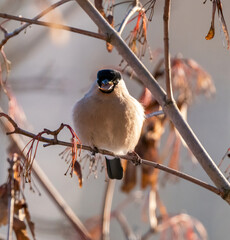 A female bullfinch on a tree branch eats leaves