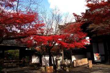 三井寺の紅葉