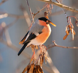 A bullfinch male on a tree branch eats leaves