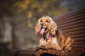 english cocker spaniel on a bench
