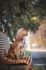 english cocker spaniel dog on the bench