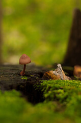 a brown mushroom on a thin stem grows from a stump on a blurred background of green moss and leaves in a vertical format