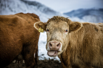 Grey cow cattle standing outdoors in a winter pasture in the day. Cow looking at camera taking its tongue out. High quality photo
