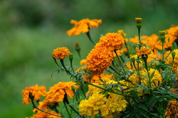 yellow garden flowers on green blur background