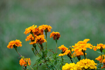 yellow garden flowers on green blur background