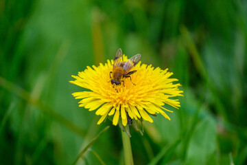 yellow garden flowers on green blur background