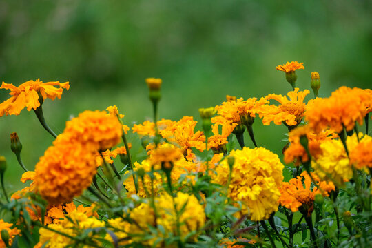 Yellow Garden Flowers On Green Blur Background