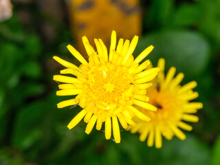 yellow garden flowers on green blur background
