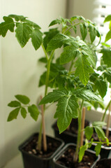 green seedlings of vegetables for the garden in plastic pots with earth stand on the windowsill in...