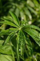 a green plant with radial leaves with water droplets with a blurred background in a vertical format
