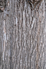 close-up of brown bark of a living tree, natural wood texture, narrow boards, horizontal, wallpaper, building material, background for designer with copy space